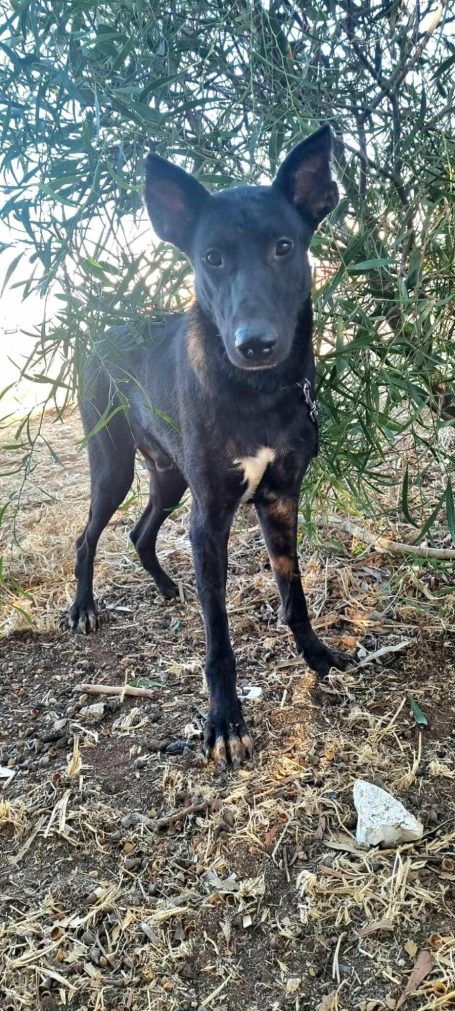 Muttley - Cyprus