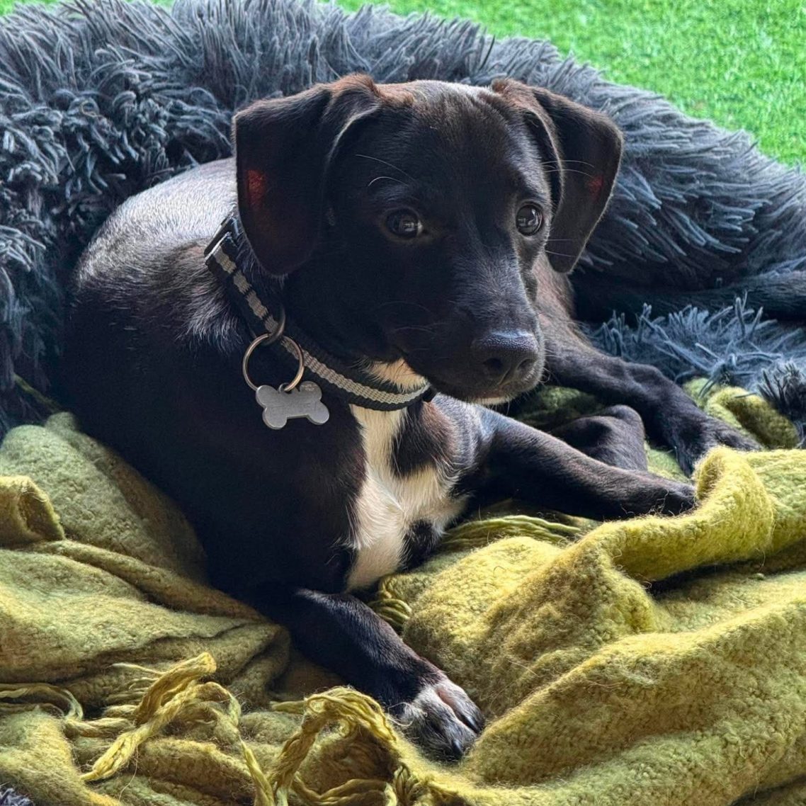 Chico