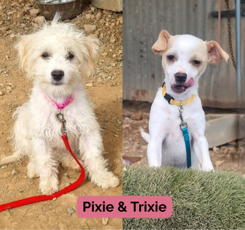 Pixie & Trixie