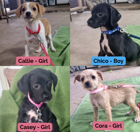 Callie, Casey, Cora & Chico - Cyprus