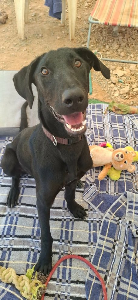 Leia - Cyprus