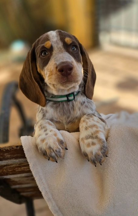 Benji